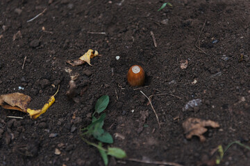 small brown acorn in the ground