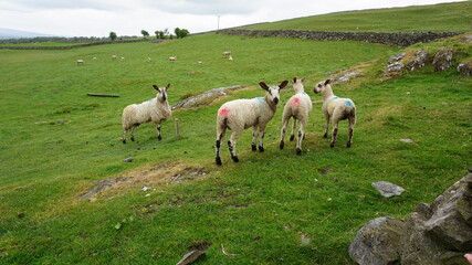 Obraz premium herd of sheep