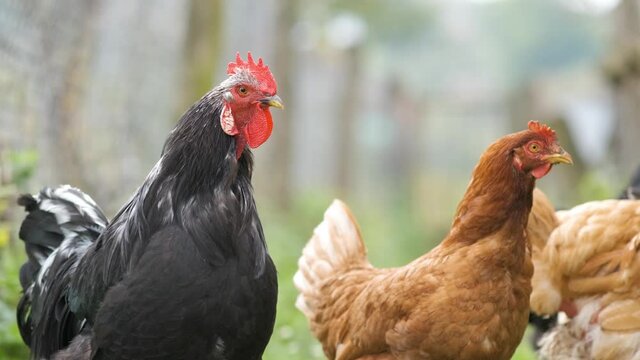 Closeup of domestic chicken feeding on traditional rural barnyard. Hens on barn yard in eco farm. Free range poultry farming concept.