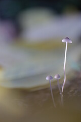 Trois champignons sur tige