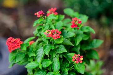 Fototapeta na wymiar Two vivid pink red flowers of verbenas or lantanas plant, in a garden pot, in a sunny summer day beautiful outdoor floral background photographed with soft focus.