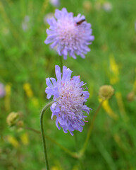 In nature, Knautia arvensis grows among grasses