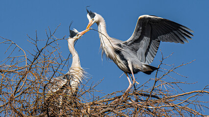 Graureiher (Ardea cinerea) Hochzeitsritual