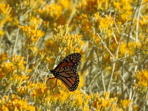 A monarch butterfly, perched upon Chamisa, a yellow sagebrush shrub growing in the Inyo National Forest, California.