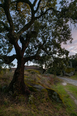 Ancient ruin stone structure building covered with moss near Sao Pedro chapel with trees and boulder landscape in Monsanto, Portugal
