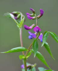 Lathyrus vernus blooms in spring in the forest