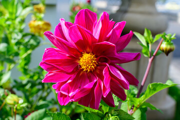 One beautiful large vivid pink magenta dahlia flower in full bloom on blurred green background, photographed with soft focus in a garden in a sunny summer day.