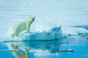 Naklejka na ściany i meble Polar bears in the arctic, Svalbard. 