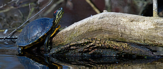 Rotwangen-Schmuckschildkröte // Red-eared slider (Trachemys scripta elegans)