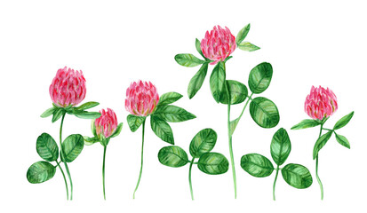 Watercolor drawing green clover with pink flowers and green leaves isolated on white background