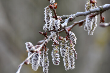 In spring, aspen blooms in nature (Populus tremula, Populus pseudotremula)