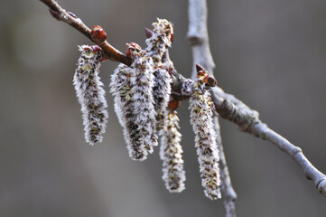 In spring, aspen blooms in nature (Populus tremula, Populus pseudotremula)
