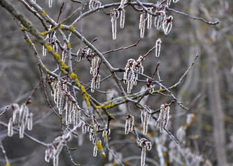 In spring, aspen blooms in nature (Populus tremula, Populus pseudotremula)