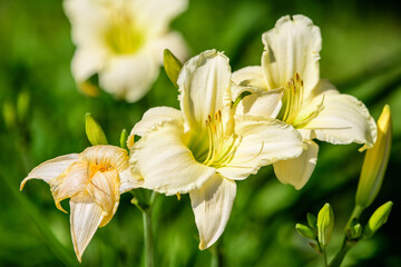 Ivory white Hemerocallis Arctic Snow plant, know as daylily, Lilium or Lily plant in a British cottage style garden in a sunny summer day, beautiful outdoor background photographed with soft focus.