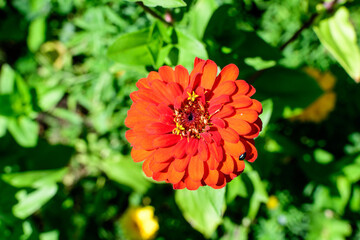 Close up of one beautiful large red zinnia flower in full bloom on blurred green background, photographed with soft focus in a garden in a sunny summer day.