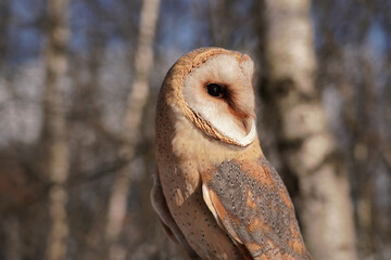 schleiereule, tyto alba, portrait, hintergrund birkenwald