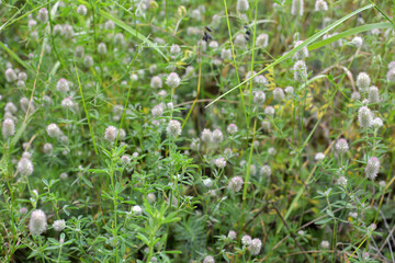 In the meadow among the grass grows trifolium arvense
