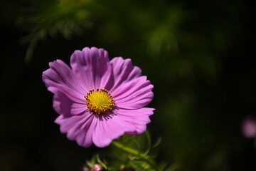 fiore macro fotografia viola rosa primavera 