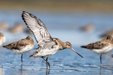 Bar-tailed godwit - Limosa lapponica