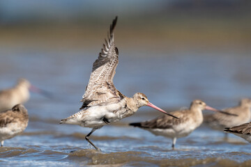 Bar-tailed godwit - Limosa lapponica