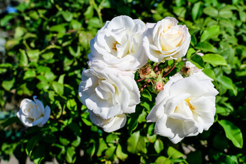Obraz na płótnie Canvas Large bush with many delicate white roses and green leaves in a garden in a sunny summer day, beautiful outdoor floral background photographed with soft focus.