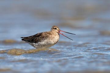 Bar-tailed godwit - Limosa lapponica