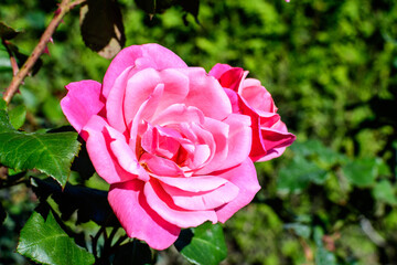 Close up on one delicate fresh vivid pink magenta rose and green leaves in a garden in a sunny summer day, beautiful outdoor floral background photographed with soft focus.