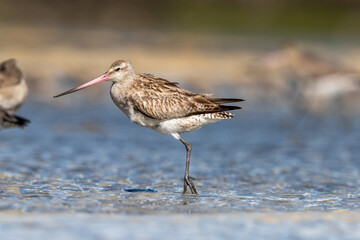 Bar-tailed godwit - Limosa lapponica
