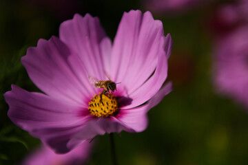 Fototapeta premium fiore con ape macro miele dolce 
