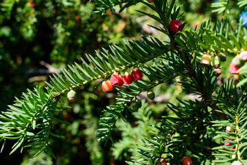 Many small vivid green leaves and red poisonous fruits of Thuja coniferous tree, commonly known asarborvitaes, thujas or cedars in a garden in a sunny summer day.