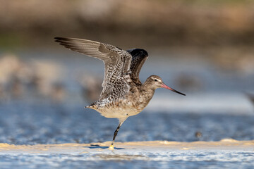 Bar-tailed godwit - Limosa lapponica