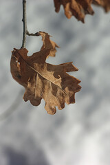 Naklejka premium dry leaf on an oak branch in winter