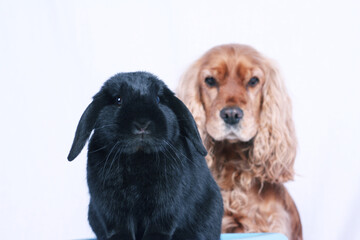 Kaninchen und Hund, Portrait