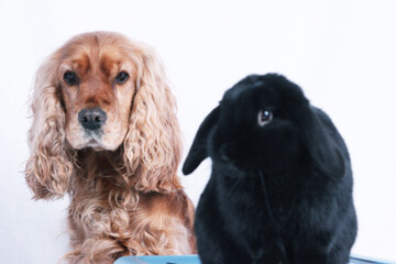 Hund mit Kaninchen, Portrait