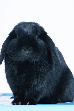 Sitzendes Zwergkaninchen, Portrait