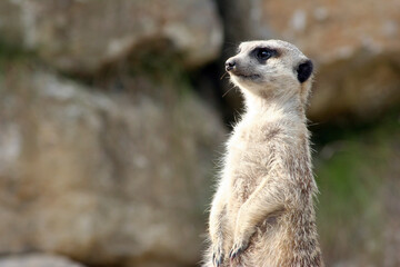 Erdmännchen, Portrait