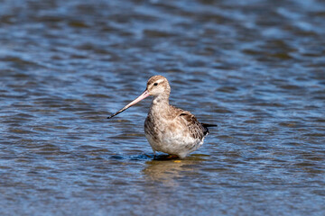 Bar-tailed godwit - Limosa lapponica