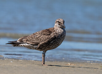 Southern black-backed gull - Larus dominicanus