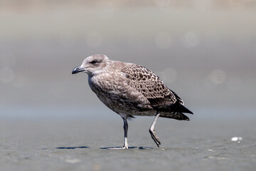 Southern black-backed gull - Larus dominicanus