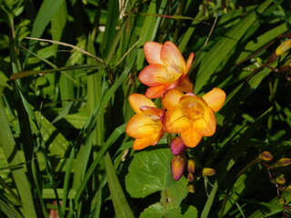 Common freesia, red and yellow flowers, in the winter, in Glyfada, Greece