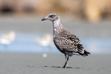 Southern black-backed gull - Larus dominicanus