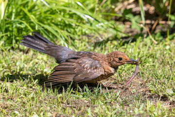 European Blackbird - Turdus merula 