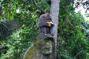 Monkey sitting on a stone monkey head and eat apple, Monkey forest, Bali, Indonesia