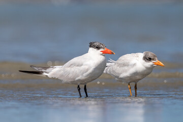 Caspian Tern - Hydroprogne caspia