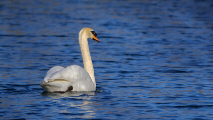 Höckerschwan am Alten Rhein