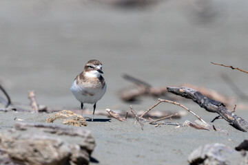 Double-banded Dotterel - Charadrius bicinctus