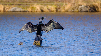 Kormoran mit ausgebreiteten Flügeln