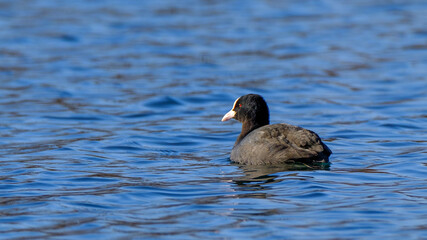 Fototapeta premium Blässhuhn