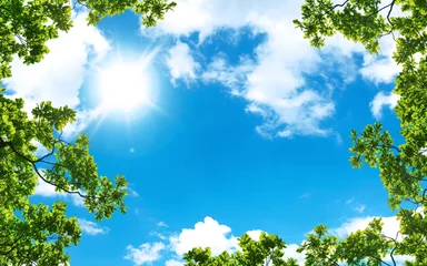 Fotobehang groene bomen en een bewolkte blauwe lucht © MKDESI9N
