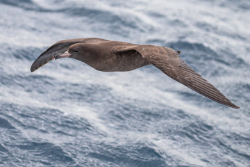 Flesh-footed shearwater - Puffinus carneipes